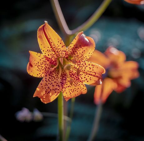 Open orange tiger lily flower in the sun