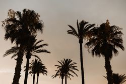 Palm trees under sunset sky