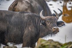 Cape Buffalo in Kenya near the water