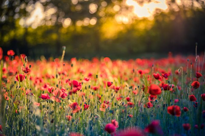 Beautiful red flowers in a tree lined park