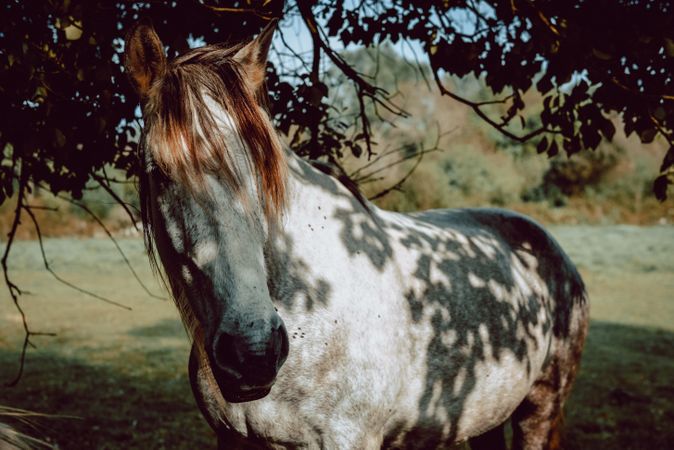 Horses pasturing on meadow