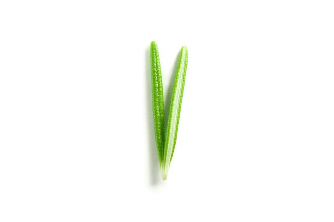 Fresh green rosemary isolated on blank background