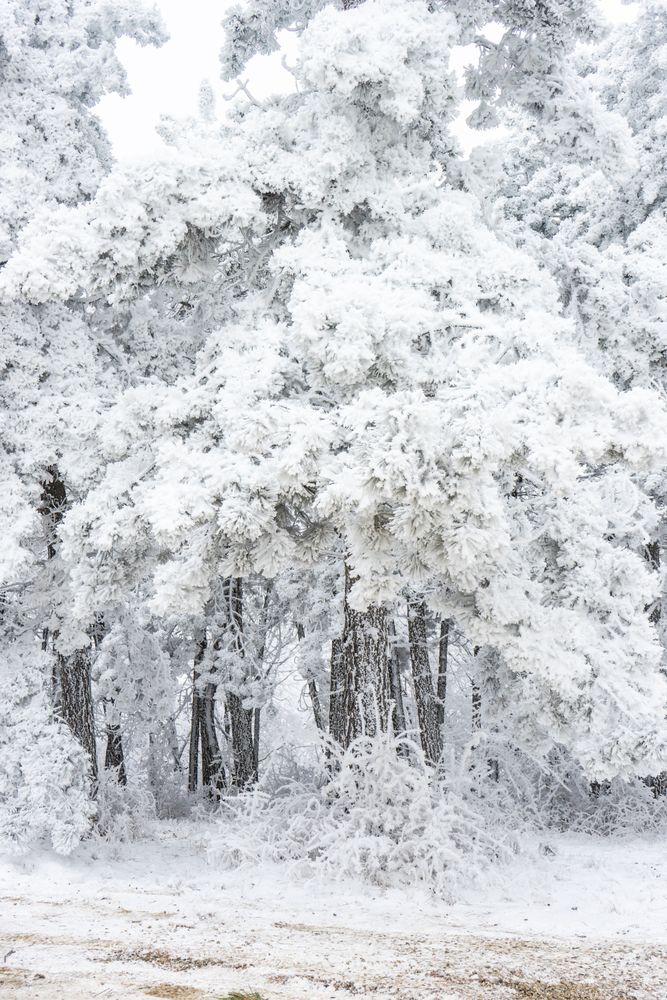 Winter snowy landscape