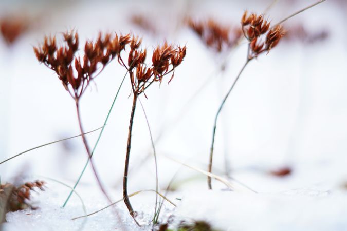 Orange flowers on meadow in winter