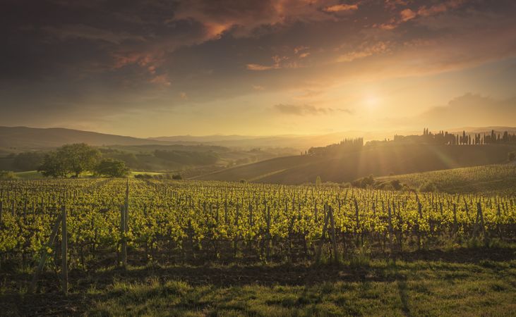 Montalcino vineyards at sunset and cypress trees, Tuscany, Italy