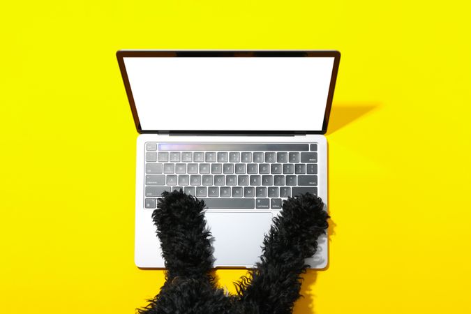Dog at laptop with mockup screen