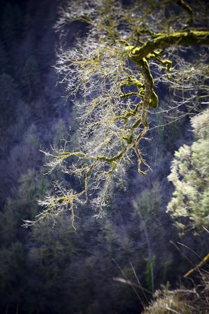 Green branches covered with moss