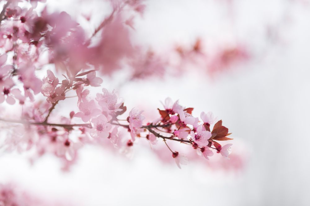 Blooming cherry tree branch in countryside