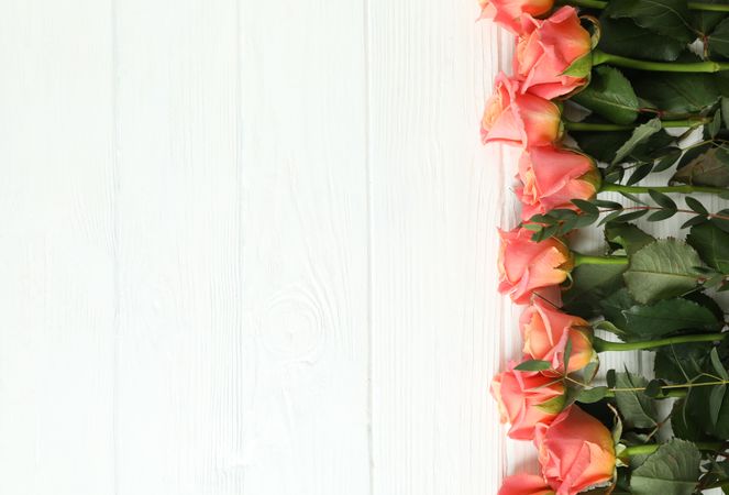 Beautiful orange roses on neutral background, space for text