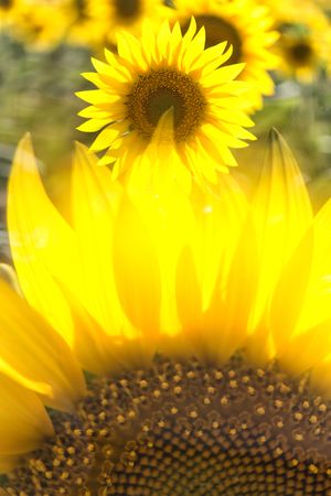 Closeup of bright sunflower in blur