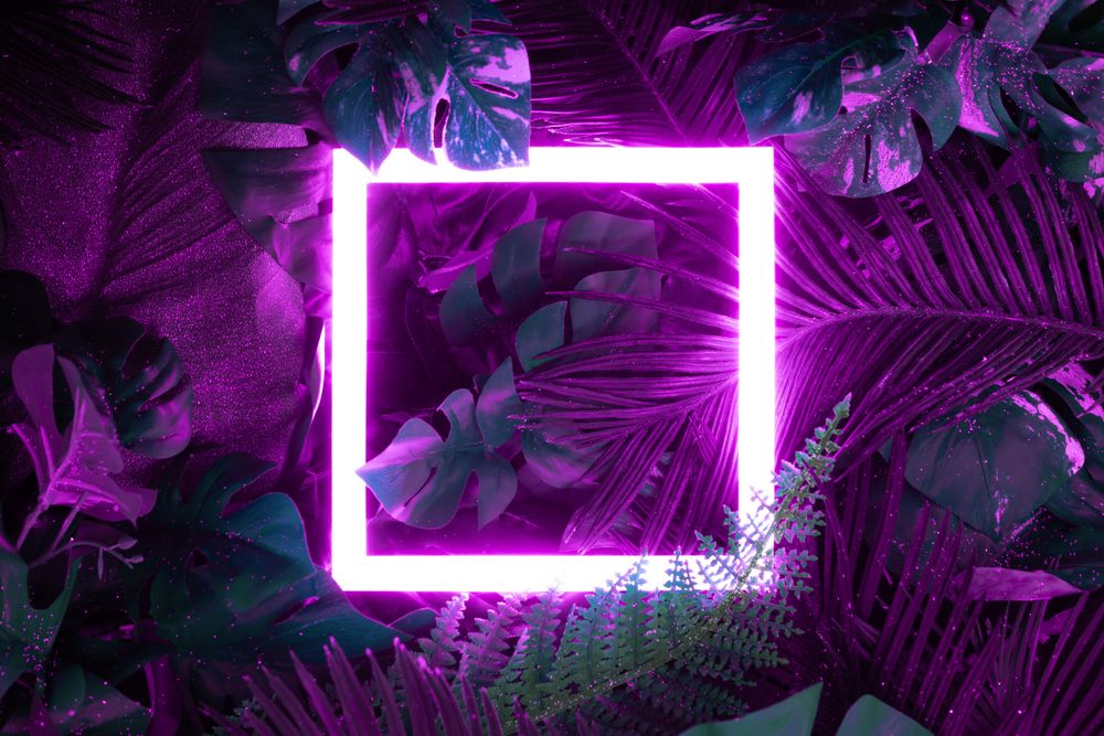 Creative fluorescent color layout made of tropical leaves with neon light square