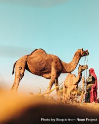 Person standing beside two camels 5RX71b