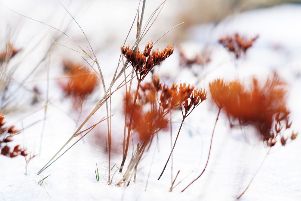 Orange flowers on meadow in winter