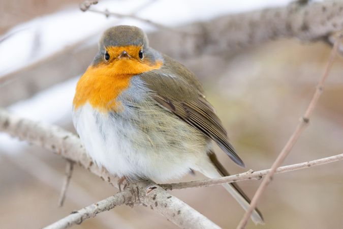 European robin on gray tree