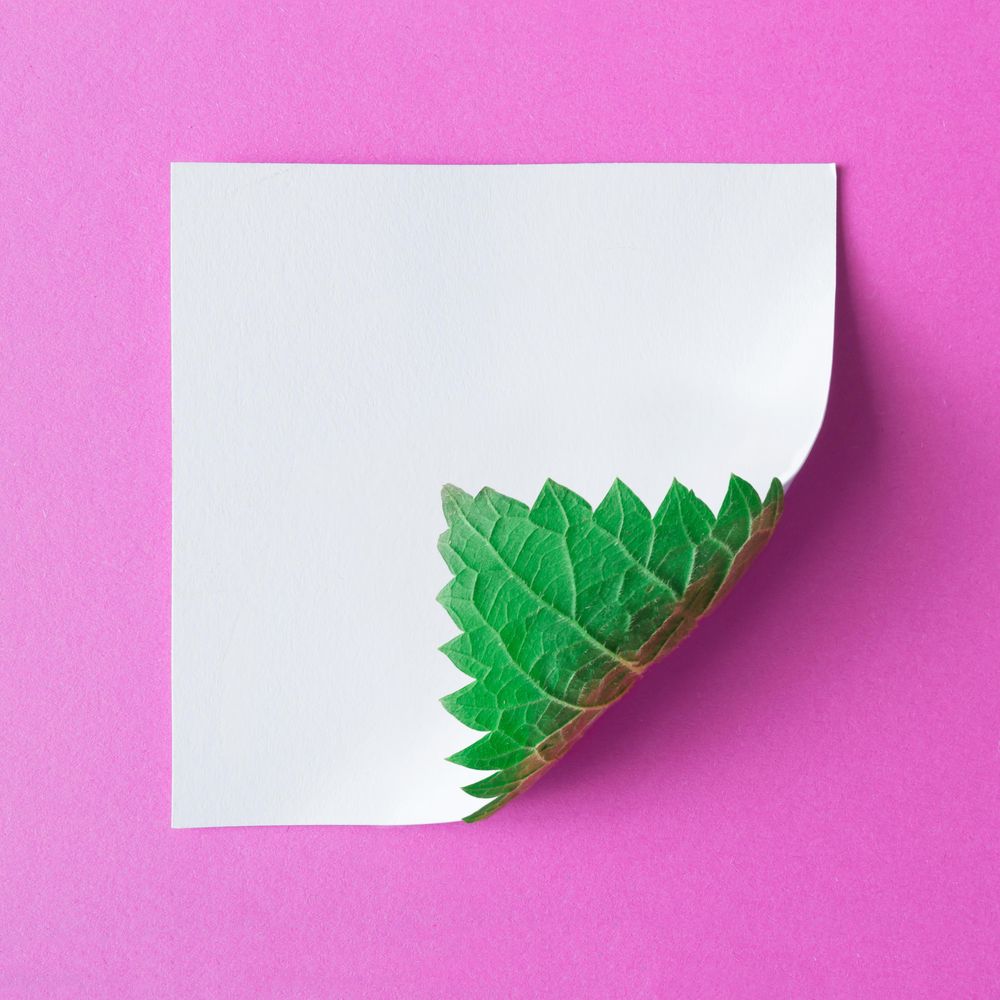 Nettle leaf on reverse side of light card on pink background