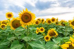 Sunflower field under blue sky