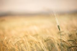 Single gentle twig in grassland