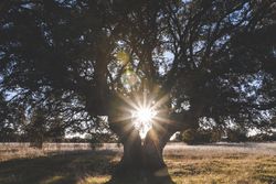 Big green tree on field in summer
