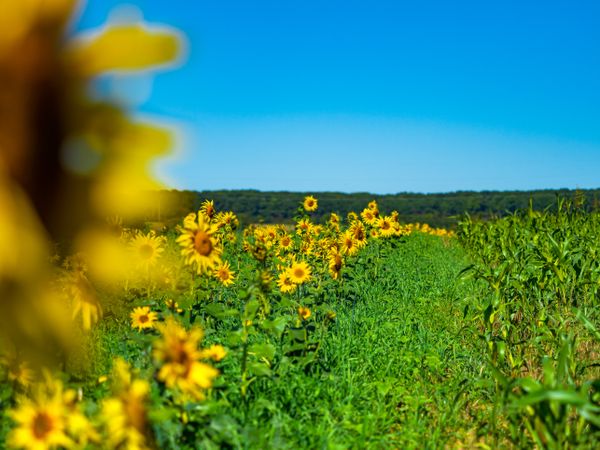 A chic field of sunflowers in the bright sun. Three colors