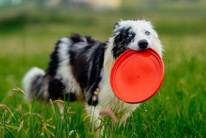 border collie blue merle dog