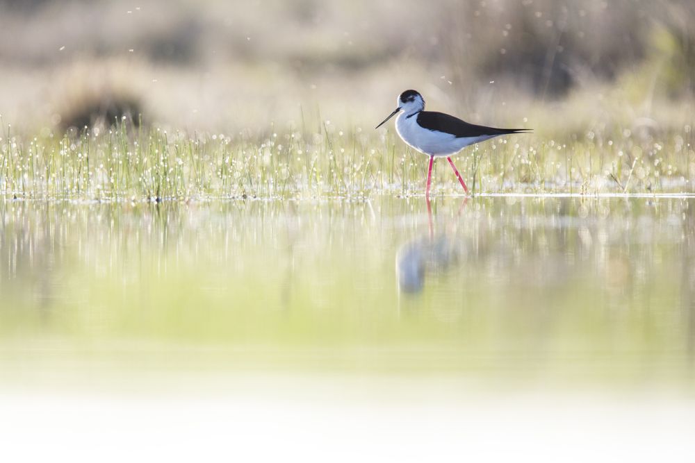 Wild bird walking on water