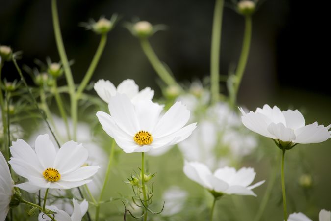 Close up of flower field