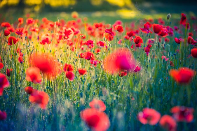 Poppies in green field with selective focus