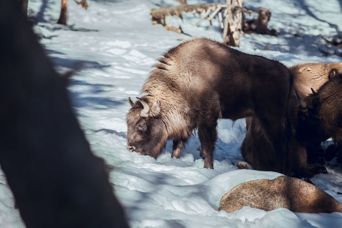 Buffaloes pasturing between trees and snow