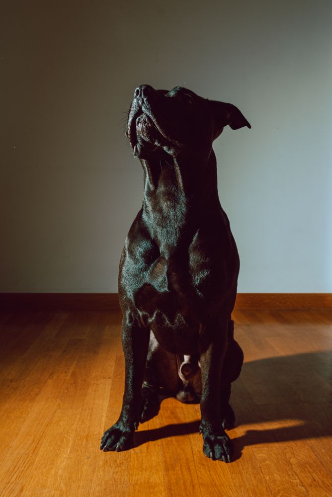 American Stanford sitting on floor