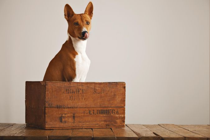 Dog seated patiently in wooden box