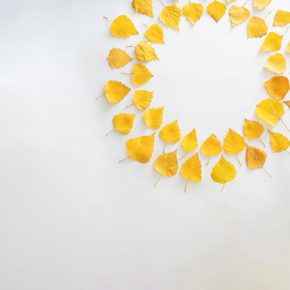Seasonal flat lay of yellow leaves in a circle in corner of plain background