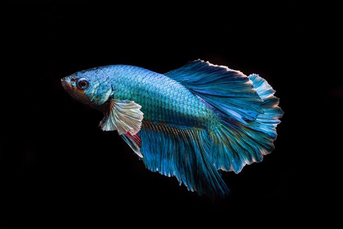 Blue Betta Fish