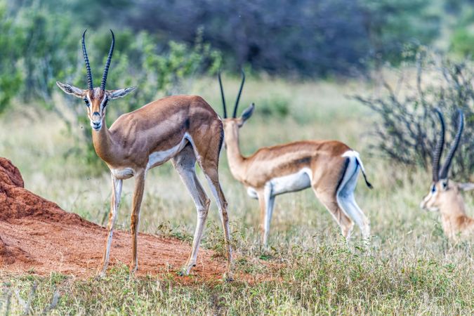 Male Grant's gazelle in Samburu, Kenya