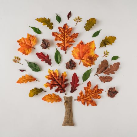 Autumn branches and leaves arranged in tree on light background