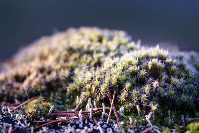 Close up of mossy texture