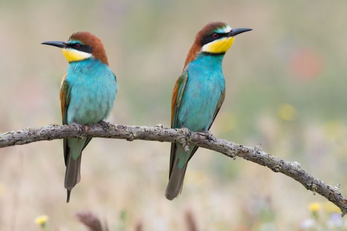 Birds standing on tree branch