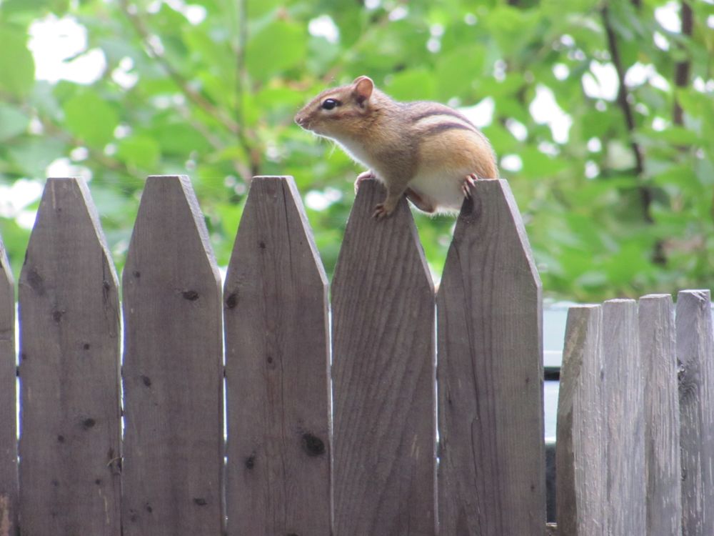 Chipmunk on Fence