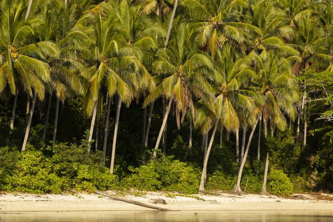 Tall coconut palms at sunset, Barracuda Beach, Pulau Kadidi Island, Togian Islands, Indonesia