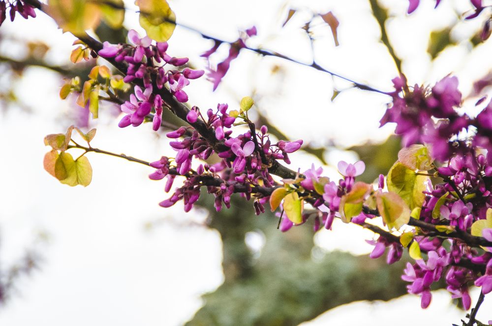 Purple eastern redbud on tree branch