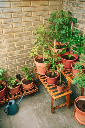 Vegetable garden on balcony corner of apartment with plants growing on ceramic pots