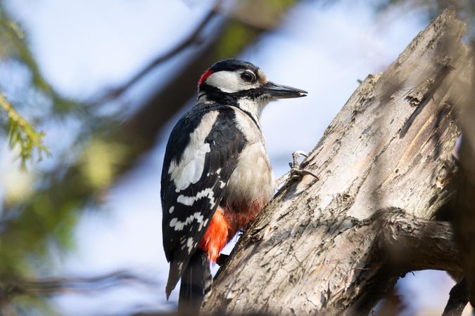 Great spotted woodpecker on brown tree branch