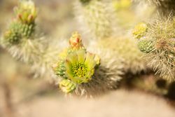 Macro shot of flowering Cholla cactus 0WevO4