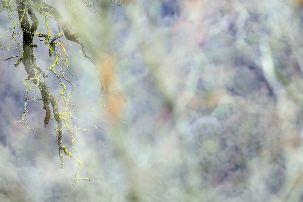 Green branches covered with moss
