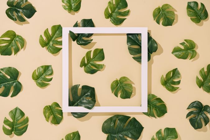 Monstera leaves arranged in a pattern on sand colored background