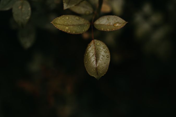 Wet green plant in garden