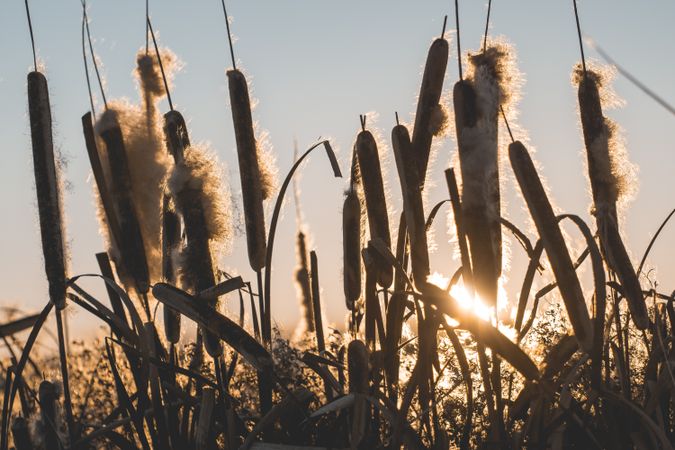 Reeds with fluffs at sunset