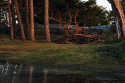 Peaceful meadow in pine forest near lake at sunset