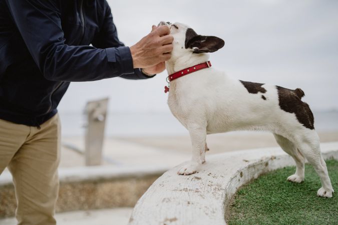 Anonymous man petting dog on pier