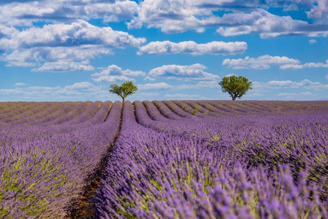 Rows of lavender in a vast field