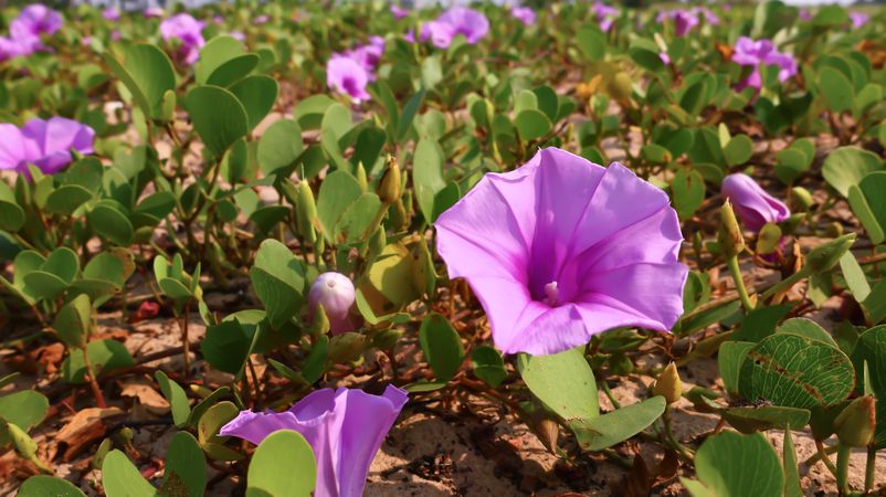 Field of Blooming Purple Beach Morning Glory Flowers